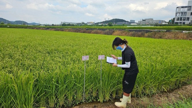 용인특례시가 백옥쌀 생산단지 심사를 하고 있다. 사진=용인특례시