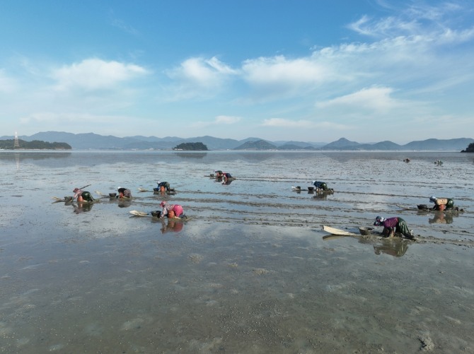 '벌교꼬막’의 계절이 돌아왔다.주민들이 꼬막을 채취하고 있다. 사진=보성군