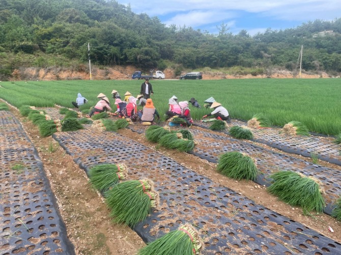 보성군은 10월부터 노지 쪽파 수확이 한창이다. 사진=보성군