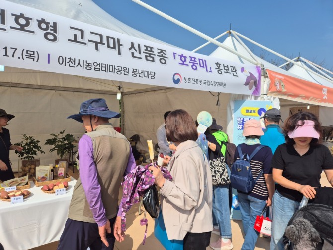 지난 17일 열린 이천시 고구마 신품종 호풍미 평가회. 사진=이천시