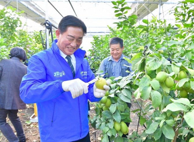 김한종 군수가 장성 레몬 첫 수확 현장에서 일손을 거들고 있다. / 전남 장성군=제공