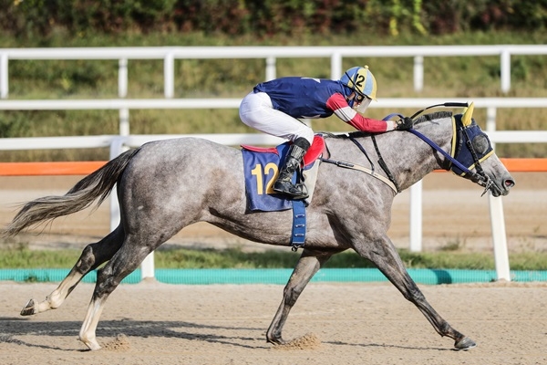 2024년 농협중앙회장배 캡틴피케이 우승장면. 사진=한국마사회 렛츠런파크 부산경남본부