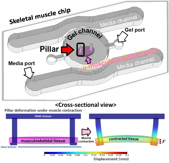 근육 조직 최적화를 위한 미세유체칩 모식도. 사진=KAIST