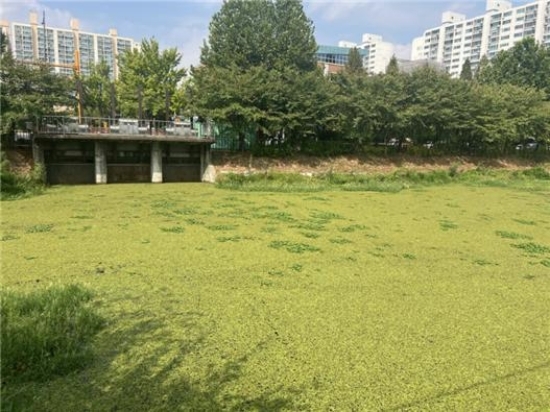 과 수초제거 전 모습 [사진 제공=인천시]