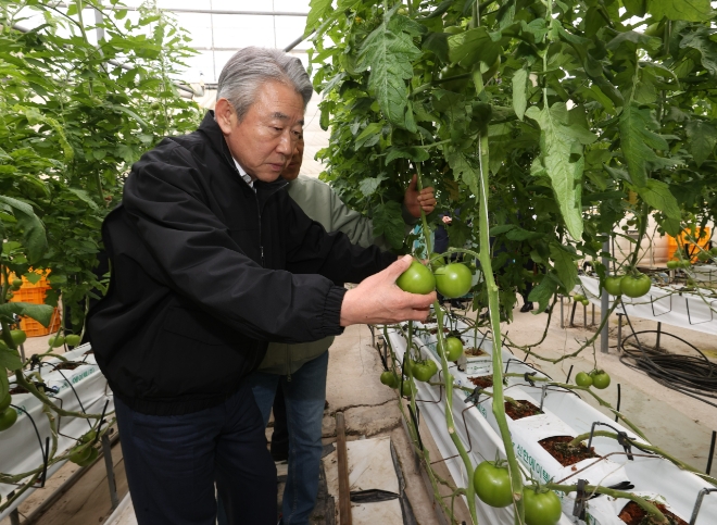 11일 강호동 농협중앙회장이 경남 사천시 소재 토마토 재배농가를 찾아 생육상황을 점검하고 있다. 사진=농협중앙회 