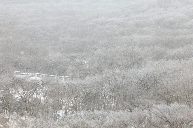 대설특보가 내려진 18일 오전 제주 한라산 1100고지의 모습. 사진=연합뉴스