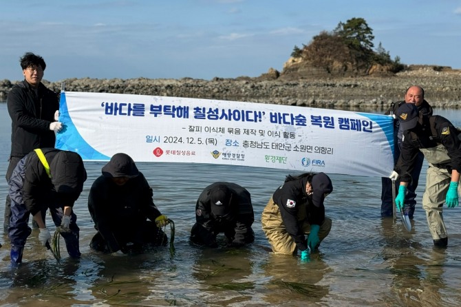 롯데칠성음료가 12월 초 충청남도 태안군 의항리 해역에서 ‘바다숲 가꾸기’ 잘피 이식 사업을 진행했다. 사진=롯데칠성음료