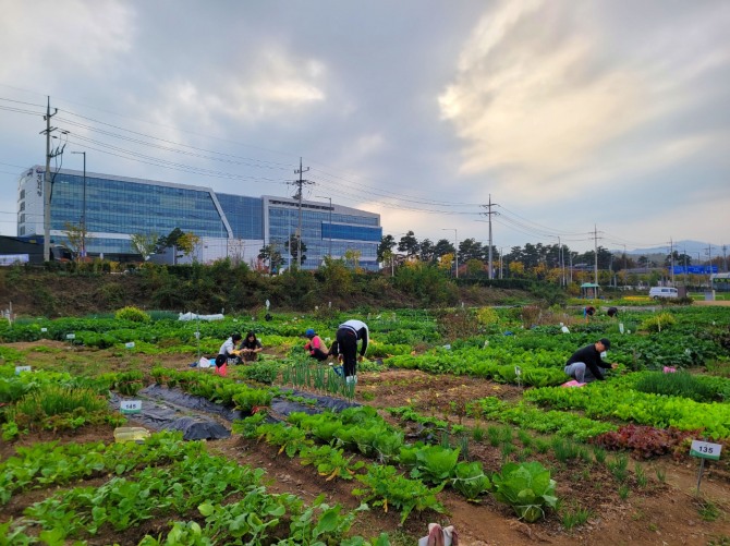 성남시청 건너편에 있는 성남시민농원 내 실버텃밭 가꾸고 있는 시민들. 사진=성남시