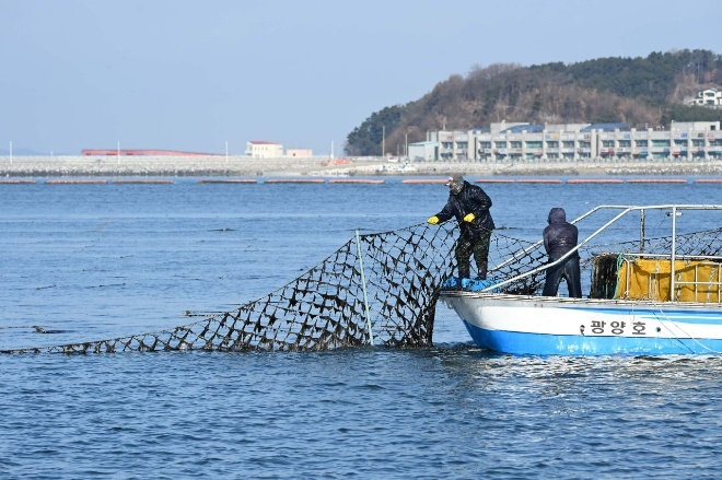 10일 충남 홍성군 남당항 김 양식장에서 김 수확이 이뤄지고 있다. 사진=연합뉴스 