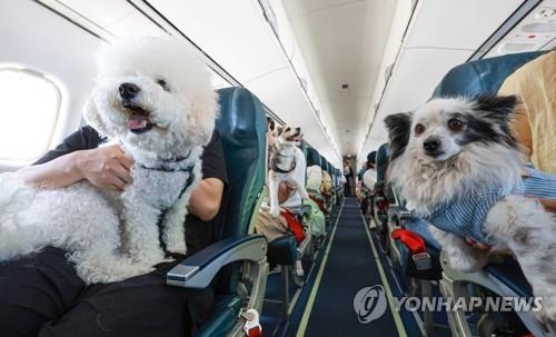 반려동물들이 비행기 객석에 탑승한 모습. 사진=연합뉴스