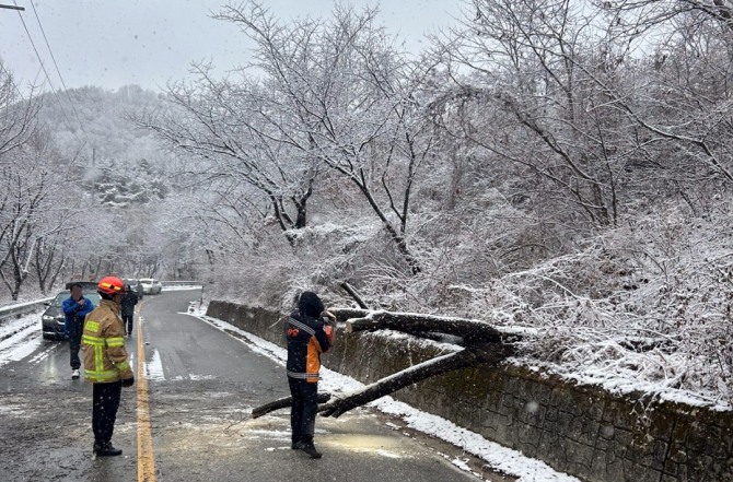 많은 눈이 내린 27일 오전 전북 임실군 성수면의 한 도로에 나무가 쓰러져 소방대원들이 조치하고 있다. 사진=연합뉴스