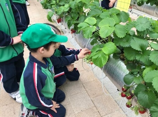 인천시, 향기 가득한 딸기 ‘어린이농부교실’ 모집 이미지 [사진 제공=인천시]