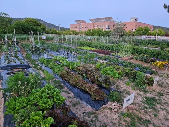 풍성한 텃밭 전경 [사진 제공=인천환경공단]