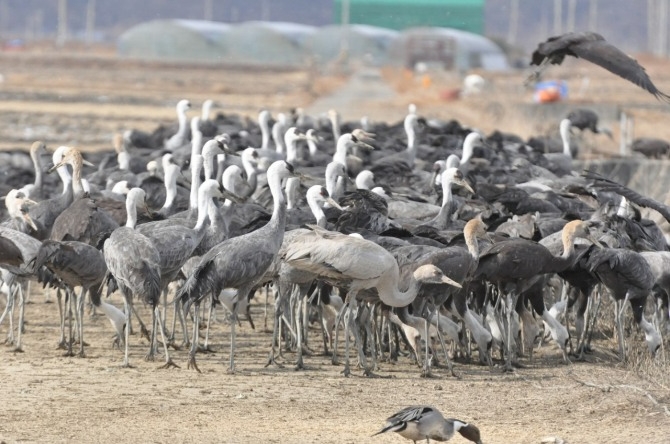 순천시는 2월 28일부터 3월 3일까지 순천만습지 일원에서 2025 순천만 흑두루미의 날 기념 특별 탐조 프로그램을 운영한다. 사진=전남 순천시