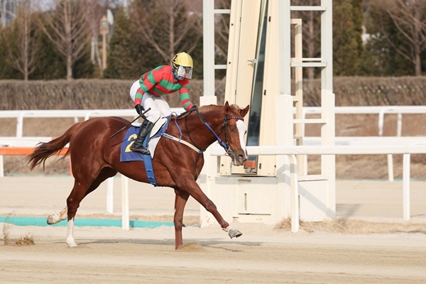 2025년 2월 23일 스포츠서울배에서 찬페이머스가 역주하고 있다. 사진=렛츠런파크 부산경남