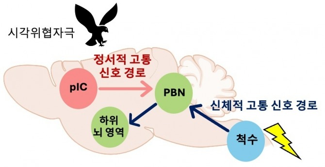 정서적 & 신체적 고통 위협 신호 전달 뇌신경회로 모식도. 시각 위협자극은 신체적 고통을 유발하지 않지만 정서적 고통 신호 경로를 통해 불안한 상태를 만들고 공포 기억을 형성함. 이미지=KAIST