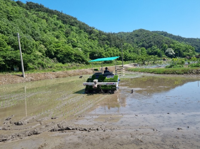 벼 모내기 현장 모습.  사진=전남 화순군