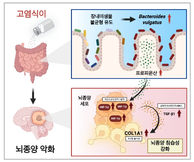 이미지는 고염식이–장내미생물–프로피오네이트 축이 교모세포종 진행을 유도하는 기전 흐름 묘사. 이미지=KAIST 
