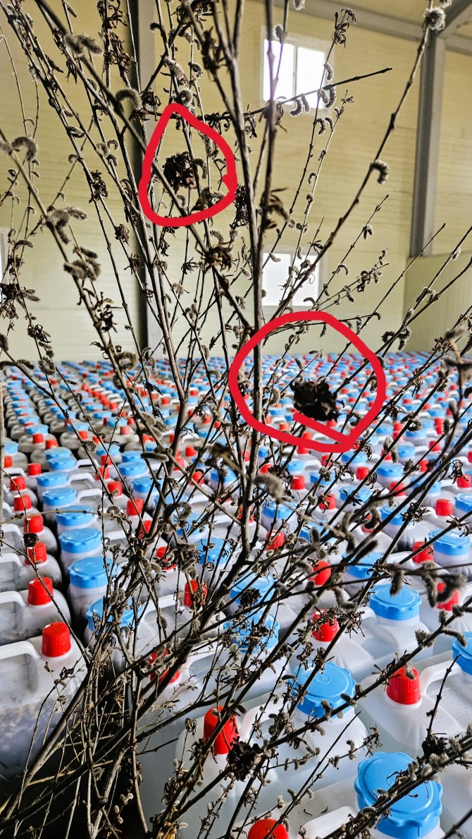 수 십까지 산소주입된 보조효소가 생산 돼 있다. 나무는 한영수 박사가 주원료로 사용하는 버드나무이며 빨강 원 안은 장미 꽃 같은 버드나에 꽃 이다.  사진=유영재 기자