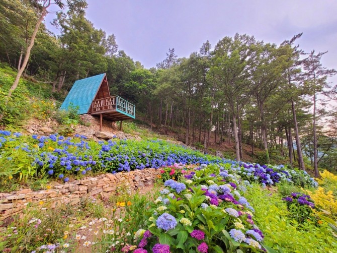 남도 케이(K)-가든 페스티벌 수국 축제 전경. 사진=전남도