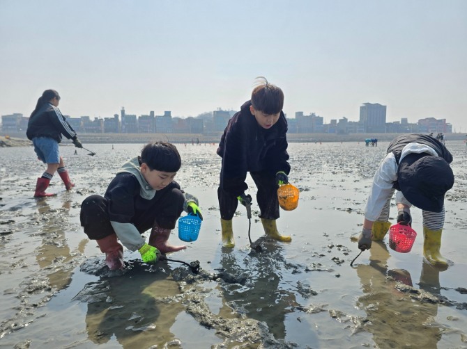 아이들이 오이도 갯벌에서 조개 캐기 체험을 하고 있는 모습. 사진=시흥시