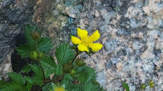 도봉산의 여름, 백승훈 시인