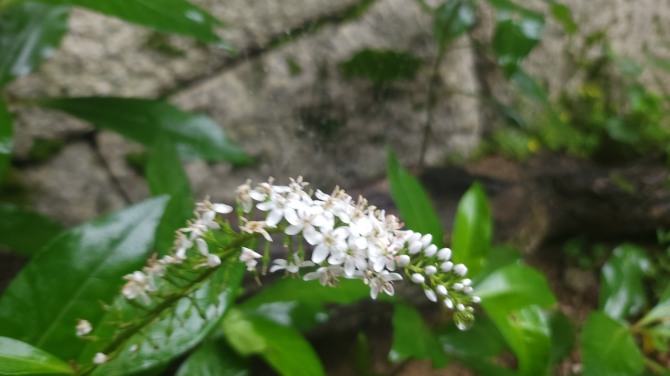우중산행(雨中山行), 백승훈 시인