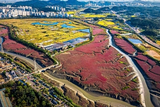 소래습지공원을 하늘에서 내려다 본 풍경. 사진=인천시