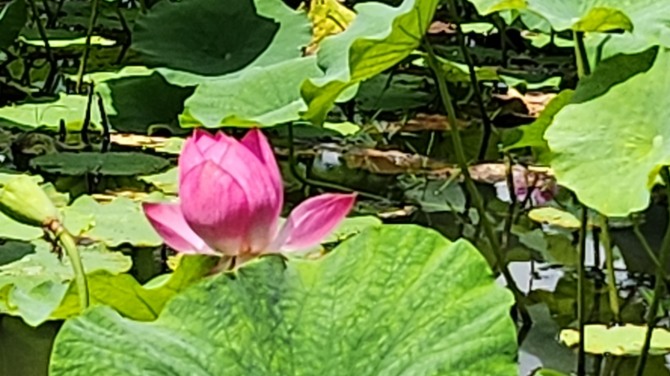 예쁜 연(蓮)과 보낸 하루, 백승훈 시인