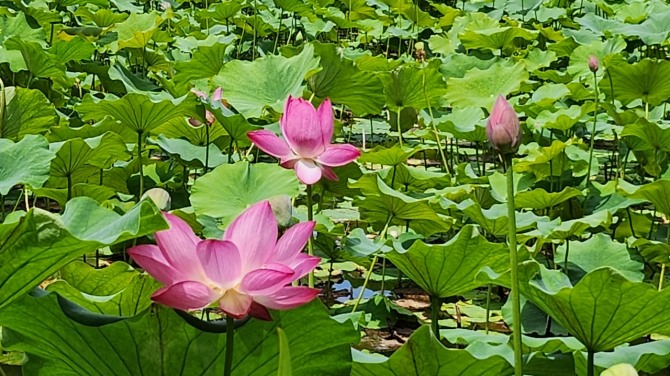 예쁜 연(蓮)과 보낸 하루, 백승훈 시인