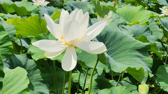 예쁜 연(蓮)과 보낸 하루, 백승훈 시인