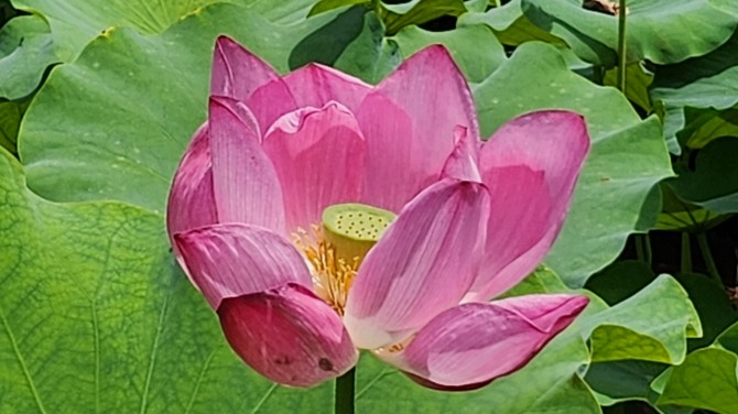 예쁜 연(蓮)과 보낸 하루, 백승훈 시인