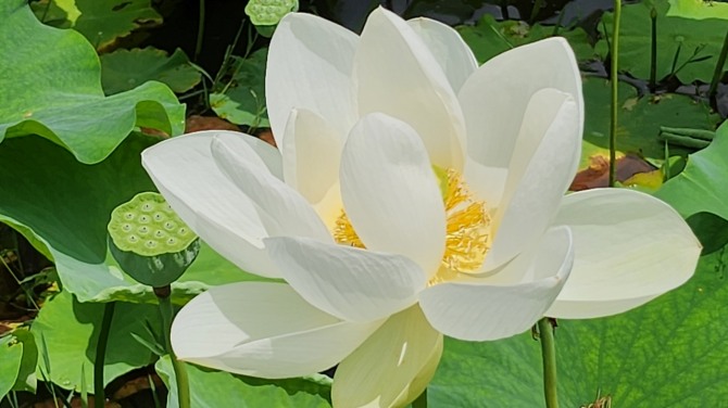 예쁜 연(蓮)과 보낸 하루, 백승훈 시인