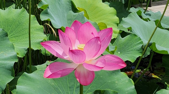 예쁜 연(蓮)과 보낸 하루, 백승훈 시인