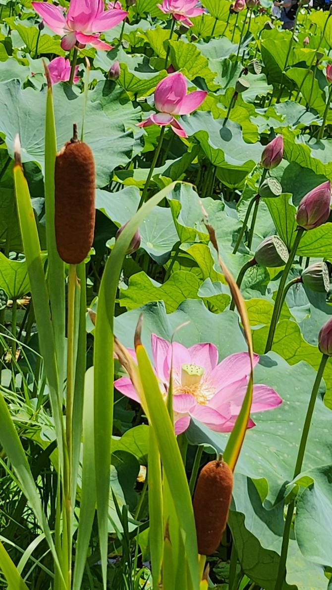 예쁜 연(蓮)과 보낸 하루, 백승훈 시인