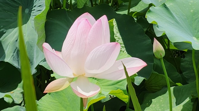 예쁜 연(蓮)과 보낸 하루, 백승훈 시인