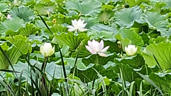 예쁜 연(蓮)과 보낸 하루, 백승훈 시인