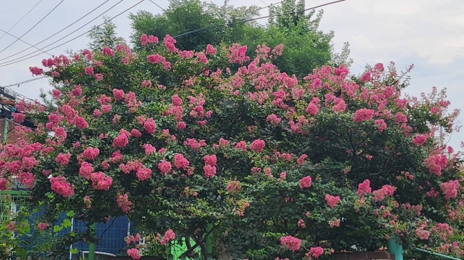 배롱나무꽃을 보며, 백승훈 시인