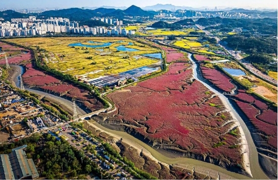 소래습지 전경(갯골 및 염생식물 군락지). 사진=인천시