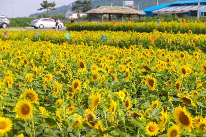  포항호미곶 경관농업단지 전경.사진=포항시