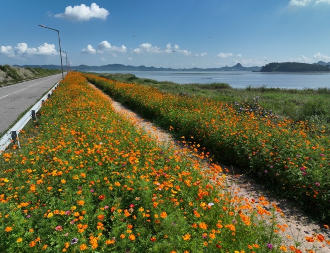 진도군이 나리방조제(3.2km) 일원에 조성한 꽃길에 가을꽃들이 만개하고 있다. 사진=전남 진도군