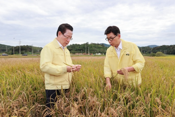 지난 26일 전남 보성군 미력면 피해 현장에서 김철우 보성군수(오른쪽)와 김영록 전라남도지사가 벼 깨씨무늬병 병해를 점검하고 있다. 사진=전남 보성군