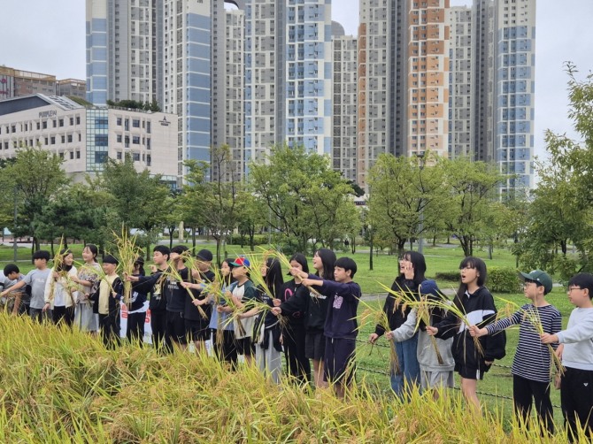 도심 속‘전래 벼 수확 체험’을 하고 있는 어린이들. 사진=시흥시