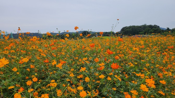 가을꽃 나들이, 백승훈 시인