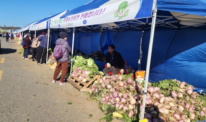 다음달 10일부터 30일까지 강화읍 남산리 노외공영주차장(구 풍물시장터)에서 ‘2025년 농산물 김장시장’이 열린다.  사진=강화군