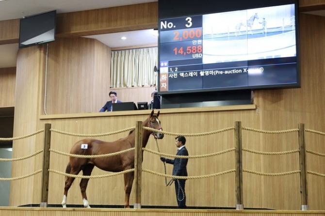 한국마사회는 '케이닉스'(K-Nicks)를 활용한 '한국형 셀렉트(Select) 경매' 제도를 도입해 지난 21일 '10월 제주 1세마 경매'에 성공적으로 적용했다. 사진은 지난해 경주마 경매 장면. 사진=마사회
