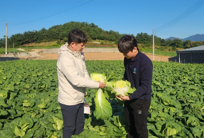 호반그룹 도매시장법인 대아청과는 올해 김장철 전반적인 배추 수급이 원활할 것으로 전망된다고 30일 밝혔다. 대아청과 관계자들이 29일 전남 해남 배추 산지를 방문해 김장철 배추 작황을 점검하는 모습. 사진=호반그룹