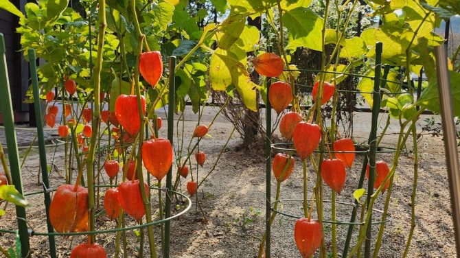 사릉(思陵)의 가을, 백승훈 시인