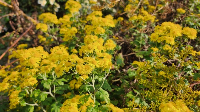 사릉(思陵)의 가을, 백승훈 시인