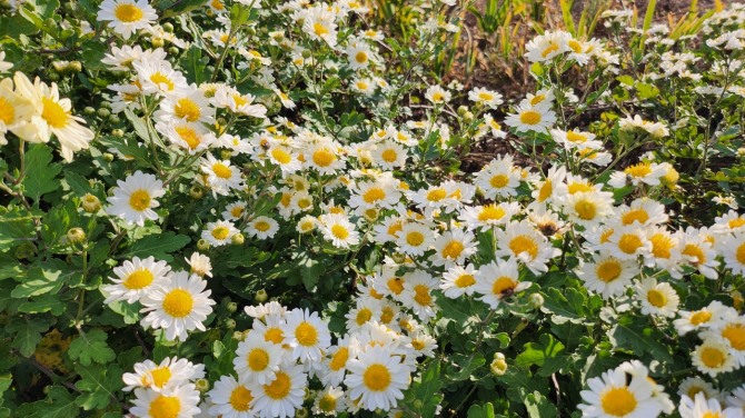 사릉(思陵)의 가을, 백승훈 시인